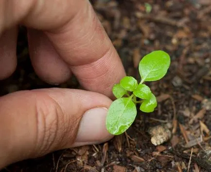 Alcea (47 fotografii) în creștere din semințe, atunci când pentru a planta, plantare și întreținere, anuale, flori chaterz