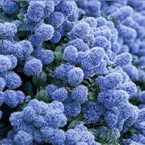 Сините цветя - снимки