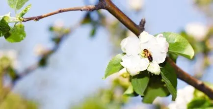 Allergiás tünetek felnőtteknél tavasszal