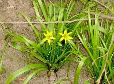 plantare Sisyurinhy și de îngrijire, specii și varietăți, fotografii