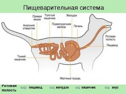 Симптоми и лечение на болестите при котки