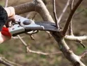 Зимівля багаторічних квітів - як підготуватися до холодів (як підготувати багаторічники до зими) Зимівля багаторічних квітів - як підготуватися до холодів