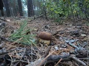 Життя з мамою під одним дахом (життя) Життя з мамою під одним дахом
