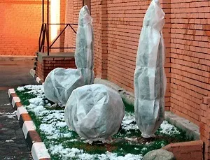 Зимівля багаторічних квітів - як підготуватися до холодів (як підготувати багаторічні квіти до зими) Зимівля багаторічних квітів - як підготуватися до холодів