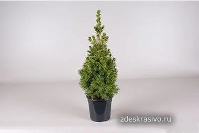 Жива ялинка в горщику догляд і пересадка (догляд) Жива ялинка в горщику догляд і пересадка