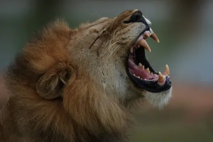 Тваринний світ південної Африки (Африки) Тваринний світ південної Африки