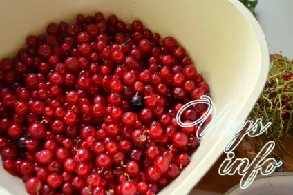 Желе з червоної смородини на зиму рецепт з фото (желе) Желе з червоної смородини на зиму рецепт з фото