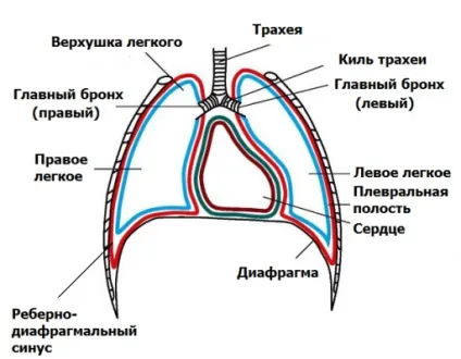 Рідина в легенях при онкології (рідини легких онкології) Рідина в легенях при онкології