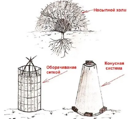 Зимівля багаторічних квітів - як підготуватися до холодів (які багаторічники треба вкривати на зиму) Зимівля багаторічних квітів - як підготуватися до холодів