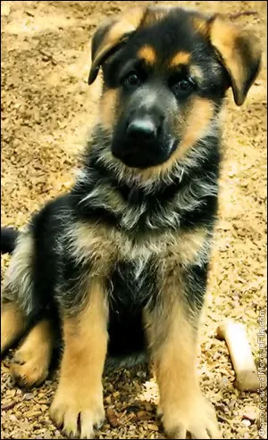 La ce vârstă și ce fel de oase poti da catelului German Shepherd Alabai, Husky și orice alte