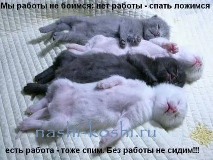 Hány alvó macska, minden a macskák
