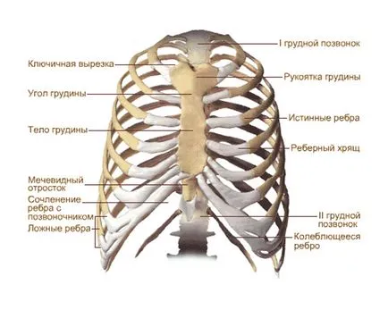 Скелет на човека в гърдите