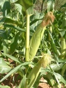 Солодка кукурудза (кукурудза) солодка кукурудза