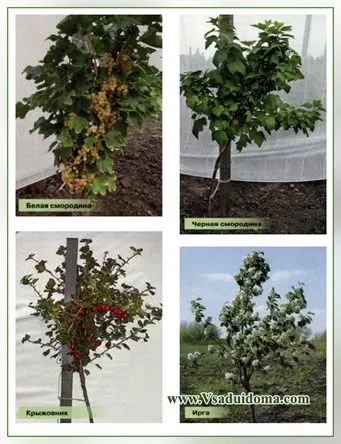 Coacaze într-un copac să crească ca site-ul de grădină, cabana și plante de apartament