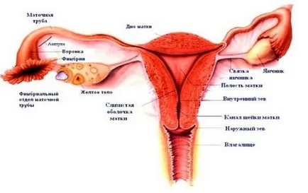 Как жълтото тяло е в яйчника