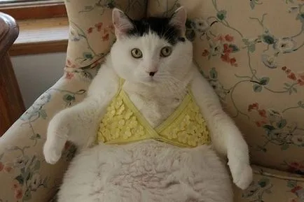 Vicces Fat Cat koty- - kedvenc állatok