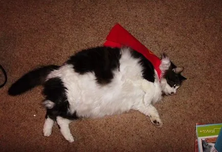 Funny Fat Cat koty-