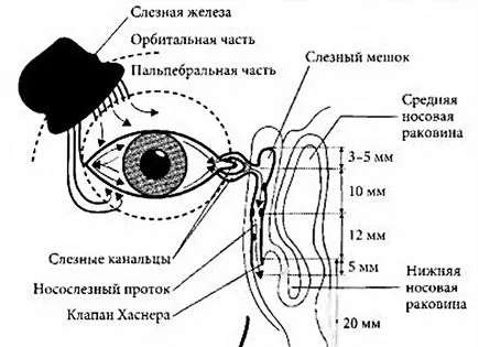 Tear - compoziția, funcțiile, secreția