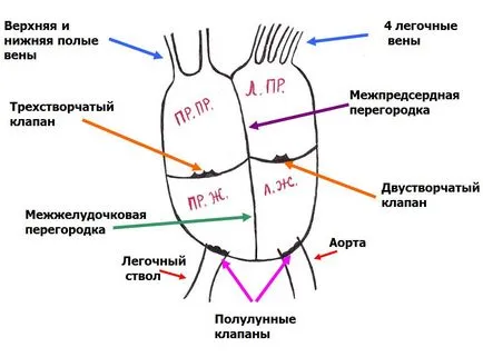 Извън сърцето е покрита с перикард