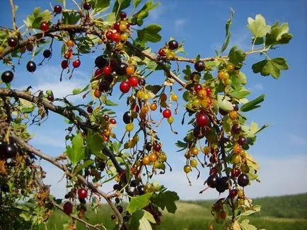 Wild ribizli bokrok termesztése a népszámlálás, vagy otthon