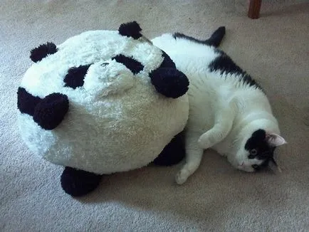 Funny Fat Cat koty- - любими животни