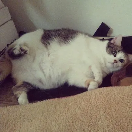 Funny Fat Cat koty- - любими животни