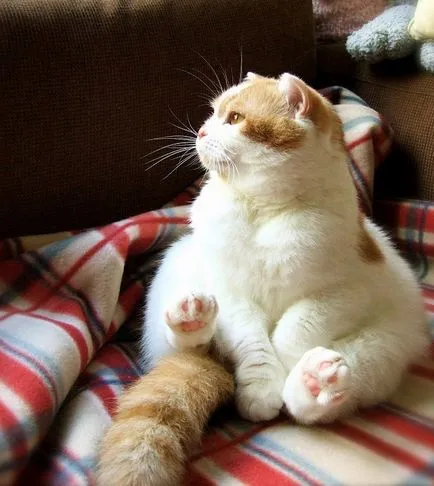 Funny Fat Cat koty-