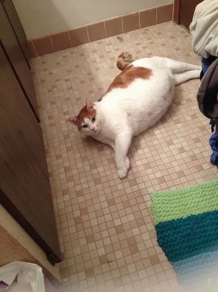 Funny Fat Cat koty-