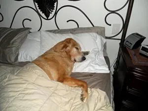 Kutya az ágyon fotel, kutya jelek, kutyaféle Sergey Shargorodskii