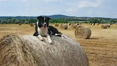 Собака на сіні (сіні) Собака на сіні