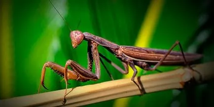 Interpretare vis Mantis Mantis ce vise in timpul somnului