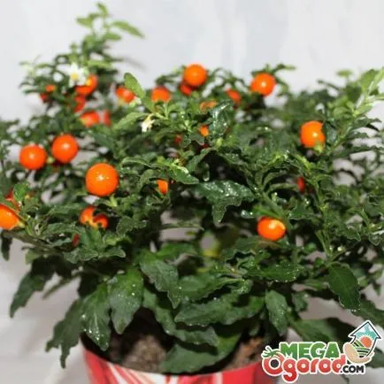 Solanum descriere, reproducerea, îngrijirea și controlul dăunătorilor plantelor
