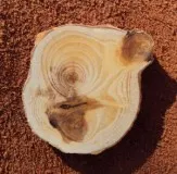 Степен дървен материал, статията е всичко за дървен материал от дъскорезницата на потребителя, северната гора