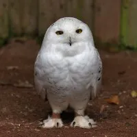 Owl у дома