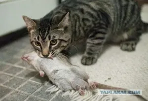 Visul de captură Interpretarea pentru a prinde un șobolan să viseze ce vise