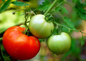 Soiuri de tomate la suburbii - meu reședință de vară preferată