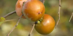 Varietatea curmale Rumyniyanka plantare, cultivare