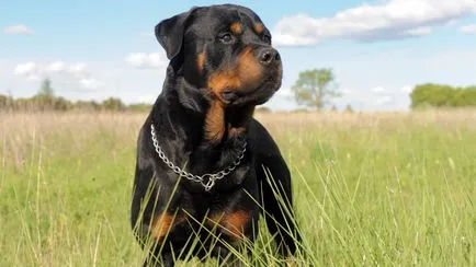 Sfaturi pentru îngrijirea Rottweiler