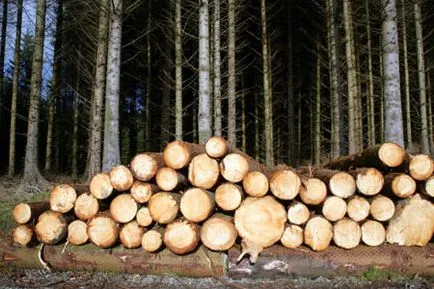Степен дървен материал, статията е всичко за дървен материал от дъскорезницата на потребителя, северната гора