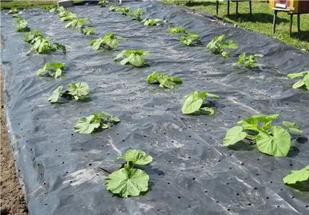 Soiuri de dovleac - Hokkaido, lebada alba, lenenariya, figolistnaya și alte