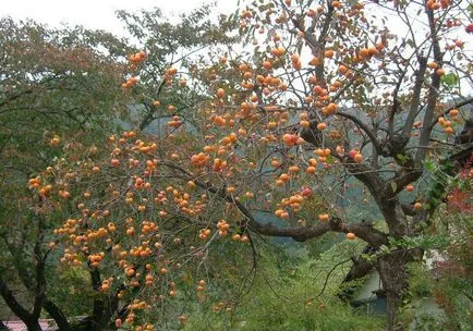 Varietatea curmale Rumyniyanka plantare, cultivare