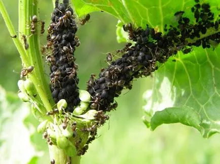 Указания за обработка от оранжерията на Phytophthora през есента, изборът на средства за листни въшки, белокрилки, паяк