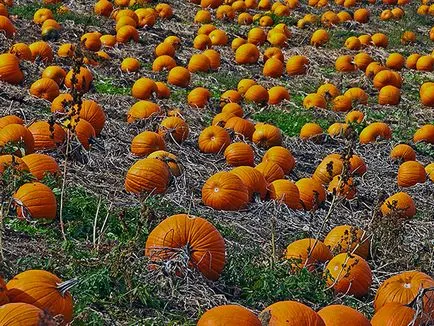 Soiuri de dovleac - Hokkaido, lebada alba, lenenariya, figolistnaya și alte