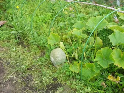 Soiuri de dovleac - Hokkaido, lebada alba, lenenariya, figolistnaya și alte