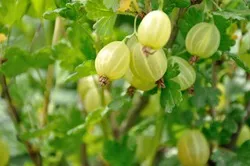 Спасяването на американската цариградско грозде мана