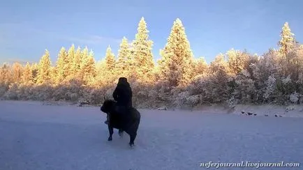 Különleges Jakut tehén