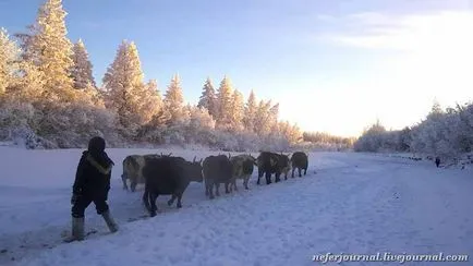 Специално якутски крава