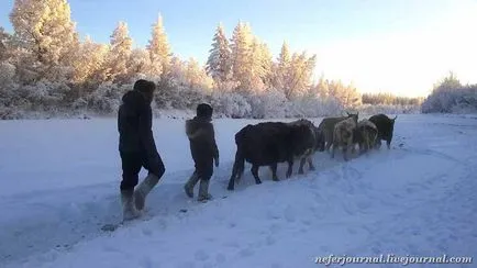 Специално якутски крава