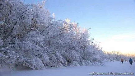 Специално якутски крава