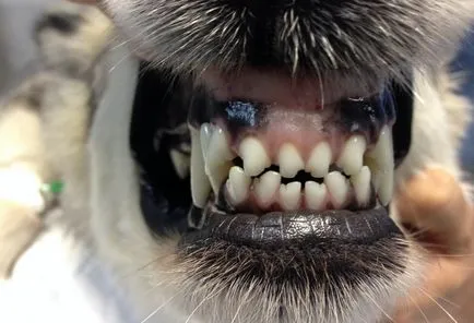 A modern módszerek fogszabályozó korrekció elzáródást kutyák segítségével beállítás tartó rendszerek